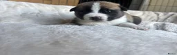Mixed Breed dogs for sale: Siberian Husky x AmStaff Terrier Puppies - Advert 19