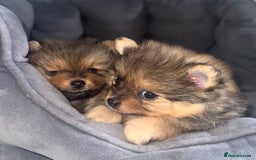 Pomeranian dogs for sale: Pomeranian female puppy  - Image 2