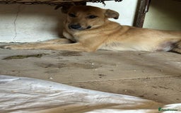 Mixed Breed dogs for adoption: 🐾🩷 MIDGET - a superb girl, for a Loving Home🐾🏡 - Image 6