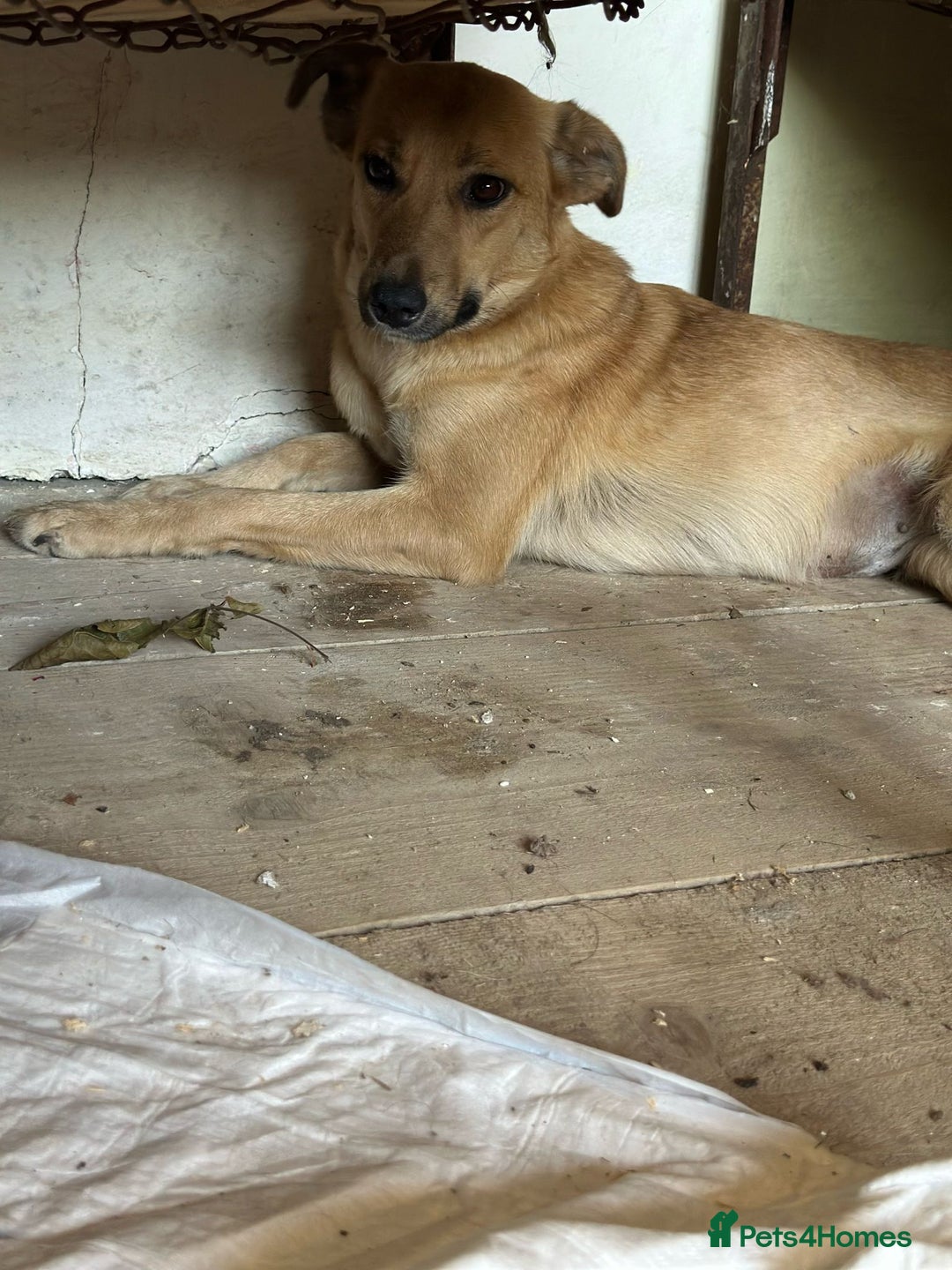 Mixed Breed dogs for adoption: 🐾🩷 MIDGET - a superb girl, for a Loving Home🐾🏡 - Image 6