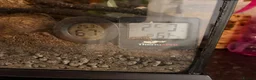 Gecko reptiles for sale: Crested gecko - orange female 🦎🍑 - Advert 9