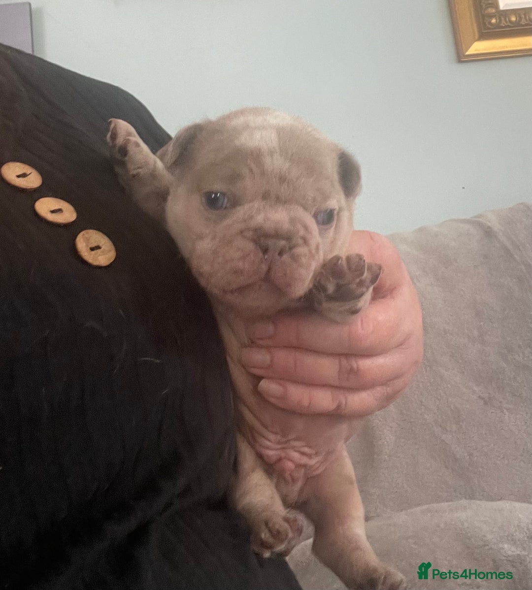 French Bulldog dogs for sale: French bulldog puppies.  - Image 7