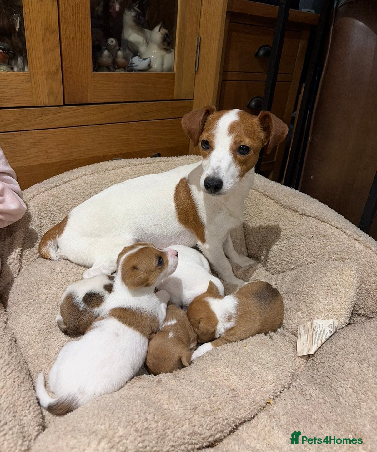 Jack Russell dogs Stunning Jack Russell puppies  - Advert 8