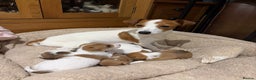 Jack Russell dogs for sale: Stunning Jack Russell puppies  - Advert 1