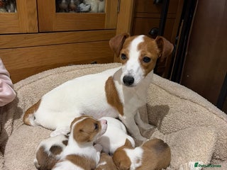 Jack Russell dogs for sale - Advert 1