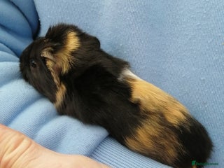 Guinea Pig rodents for sale - Advert 1