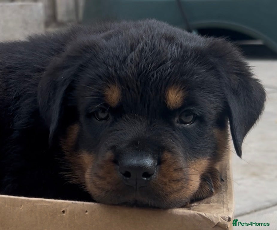 Rottweiler dogs Rottweilers kc reg fully hereditary tested - Advert 2