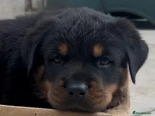 Rottweiler dogs Rottweilers kc reg fully hereditary tested - Advert 5