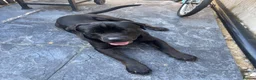 Cane Corso dogs for sale: Free cane corso male 11months  - Advert 4