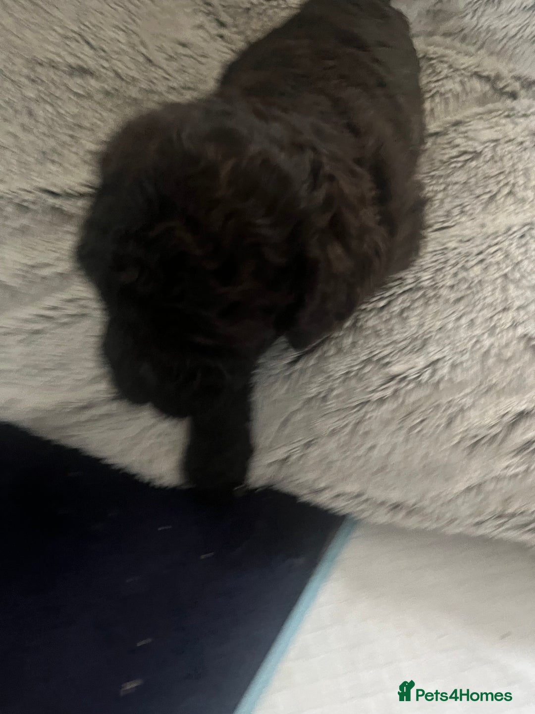 Cockapoo dogs for sale: Cockapoo Hypoallergenic F2B Pups - Full jabs - Image 12