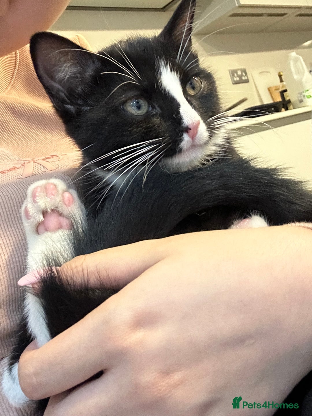 Mixed Breed cats for sale: Two Cow Cat for SALE - Image 1