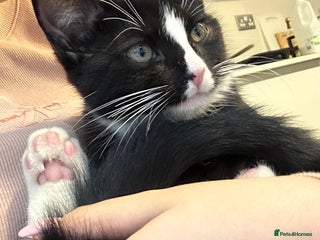 Mixed Breed cats - Advert 21