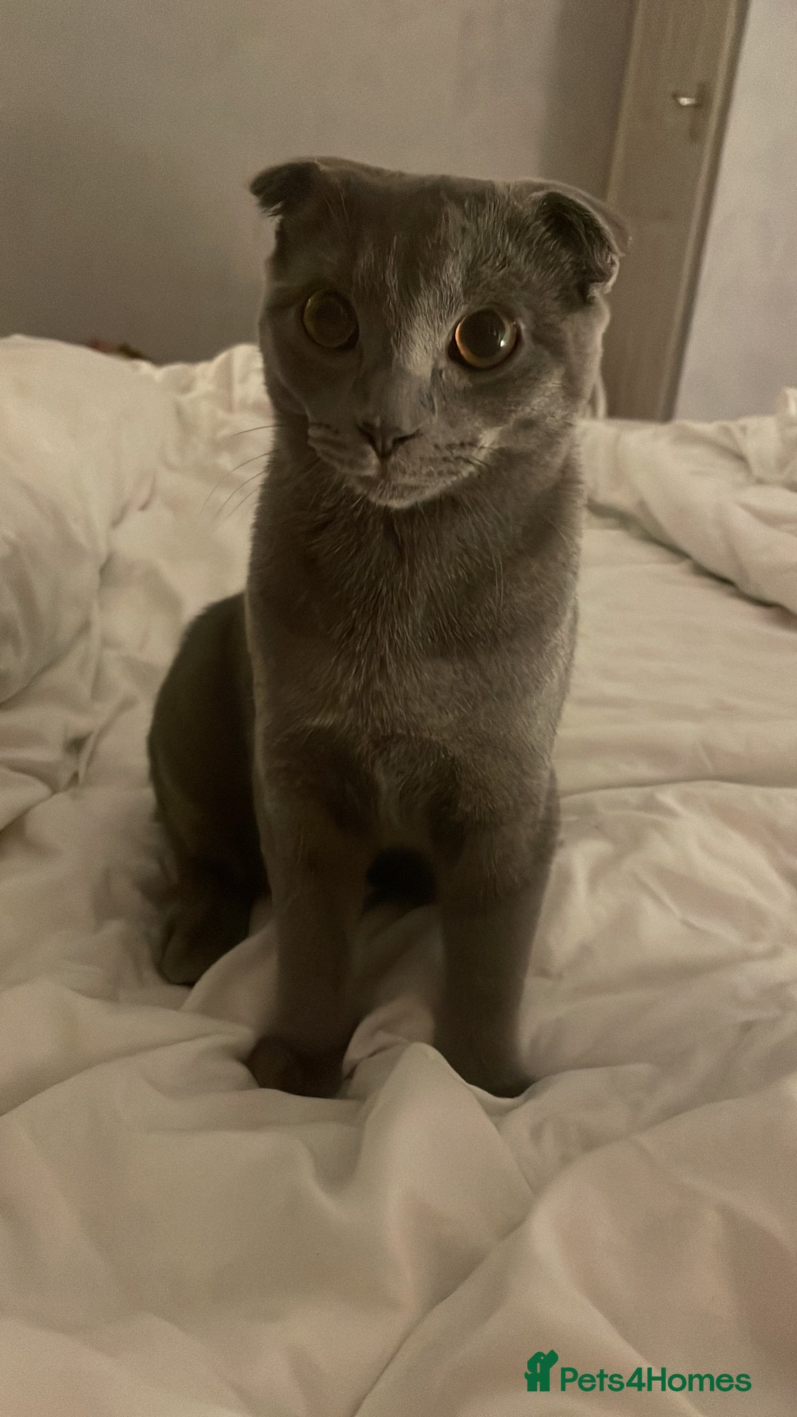 Mixed Breed cats for sale: Scottish mixed kittens  in Goole - Advert 1