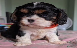 Cavalier King Charles Spaniel dogs for sale: KC Health Tested Cavalier King Charles Puppy  - Image 2