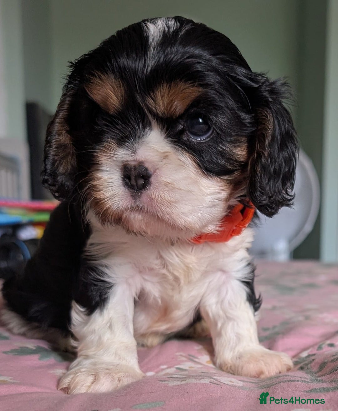 Cavalier King Charles Spaniel dogs for sale: KC Health Tested Cavalier King Charles Puppy  - Image 2