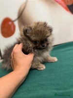 Pomeranian dogs - Advert 5