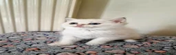 British Shorthair cats for sale: 🌟GCCF registred kittens 🌟 - Advert 16