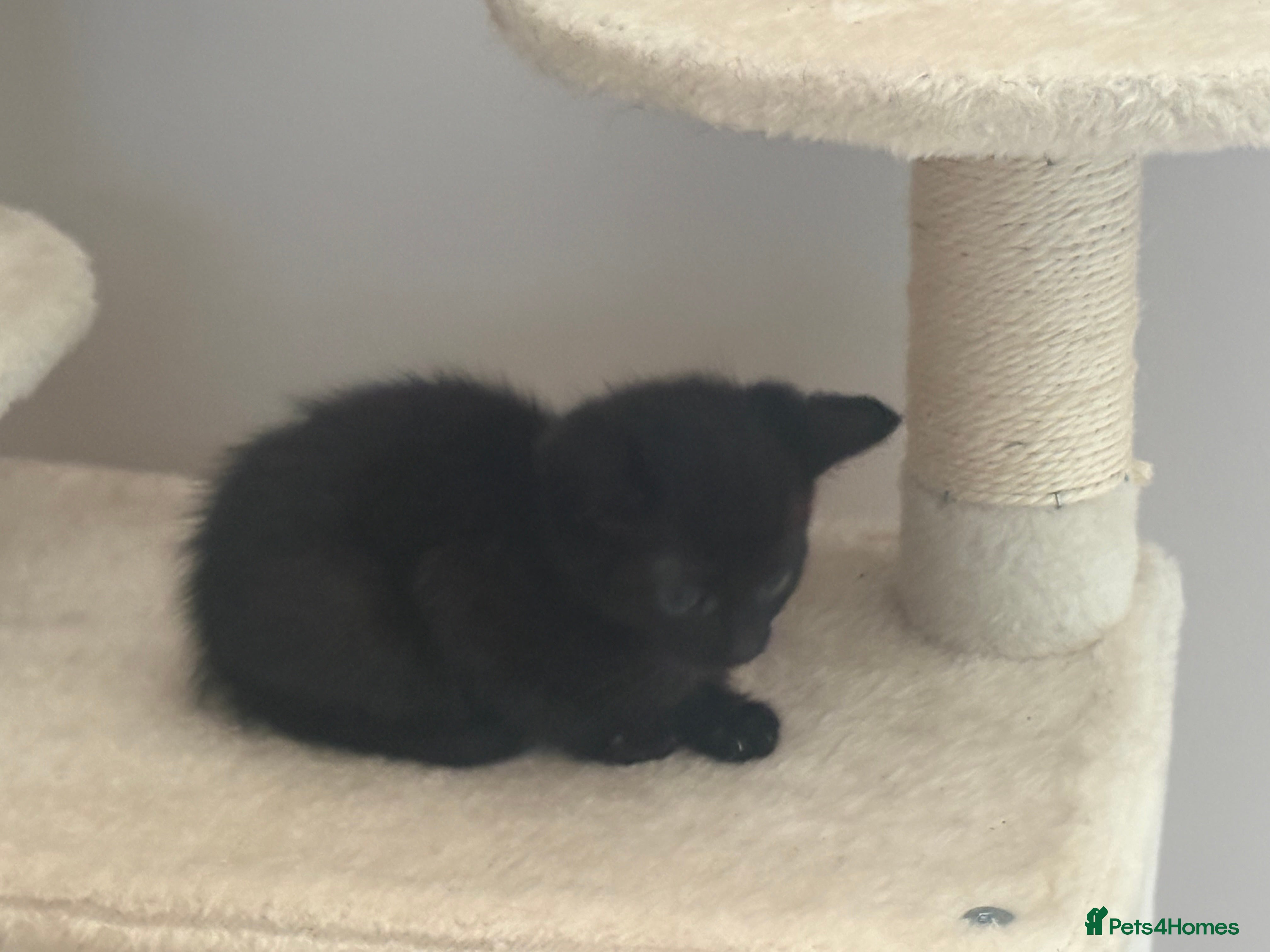 Mixed Breed cats Gorgeous tortoiseshell and tabby kittens - Advert 2