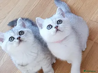 British Shorthair cats ✨British Shorthair Silver‑Shaded Chinchilla Kitten - Advert 1