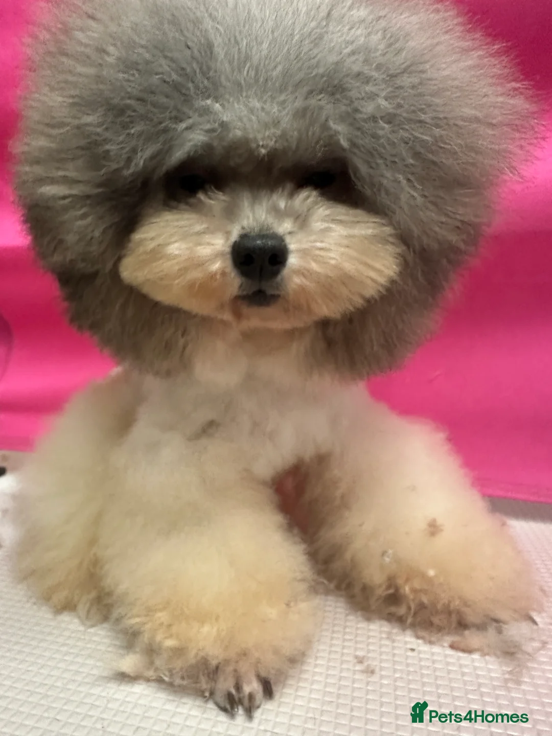 Toy Poodle dogs for stud: 7.5inch Toy HEALTH TESTED ASIAN IMPORT in Guildford - Advert 39