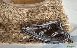 Corn Snake reptiles for sale: Corn snakes and leopard geckos babies - Image 1