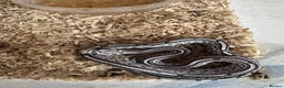 Corn Snake reptiles for sale: Corn snake hatchlings cb25 corn snakes  - Advert 1