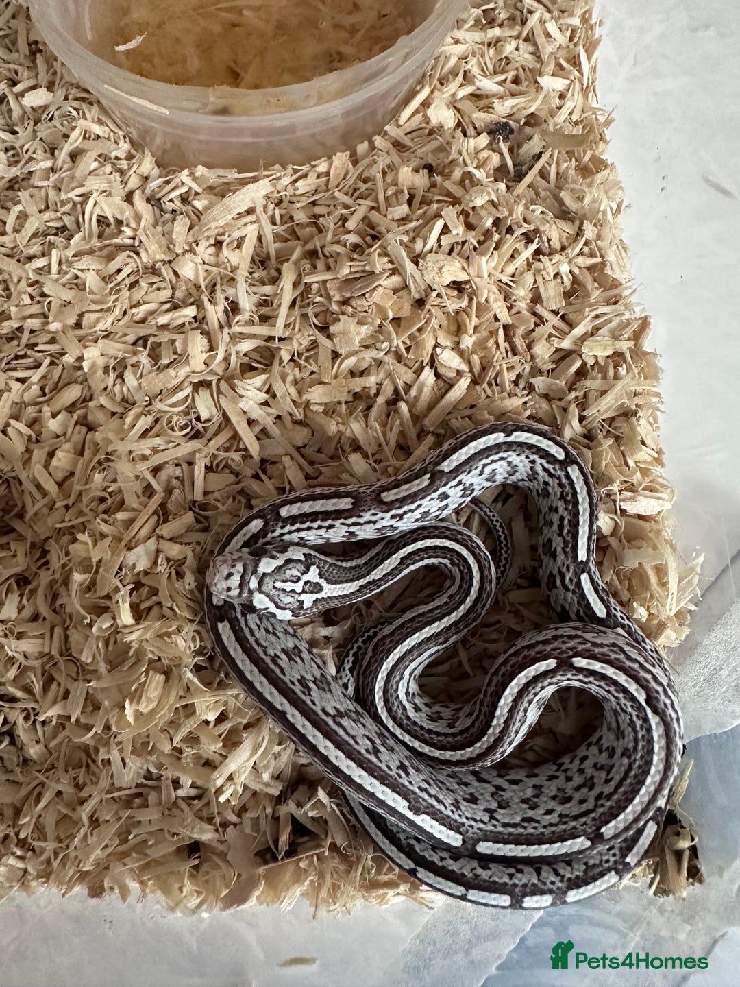 Corn Snake reptiles for sale: Corn snakes and leopard geckos babies - Image 1
