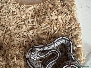 Corn Snake reptiles - Advert 1