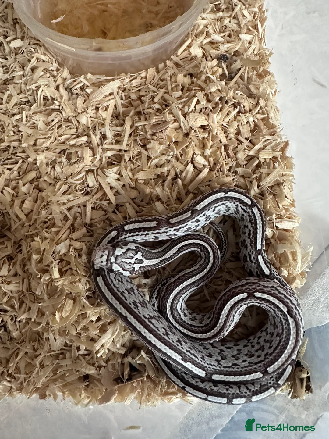 Corn Snake reptiles for sale: Corn snake hatchlings cb25 corn snakes  - Advert 1