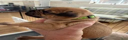 Presa Canario dogs for sale: 7 Gorgeous Chunky Presa Canarios For Sale - Advert 10