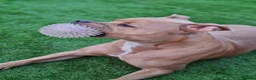 Staffordshire Bull Terrier dogs for sale: Champagne Staffordshire Terrier  - Advert 5