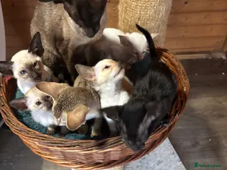 Oriental cats Oriental and Siamese - Advert 18