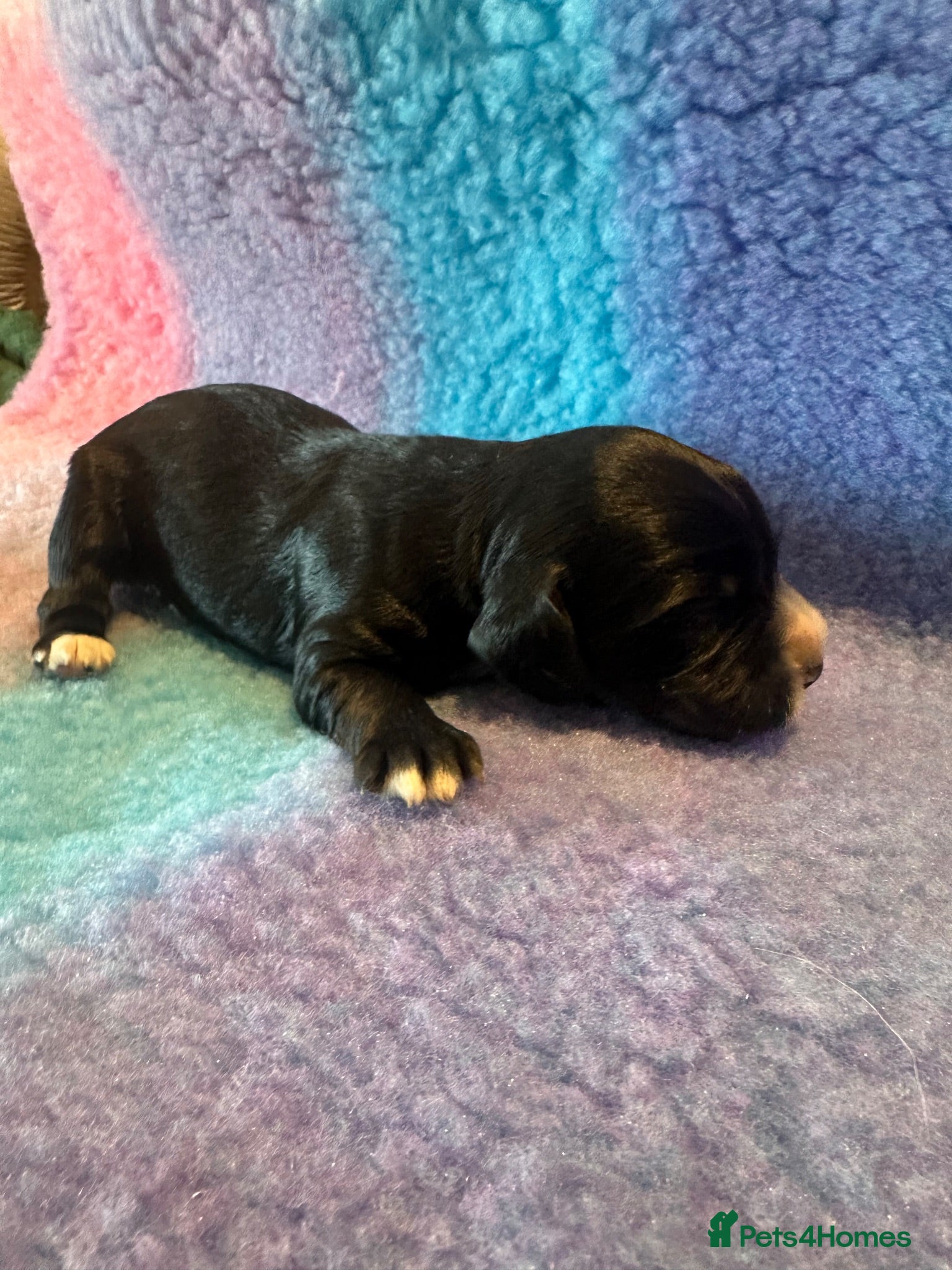 Cocker Spaniel dogs Cocker spaniels puppies for sale - Advert 15