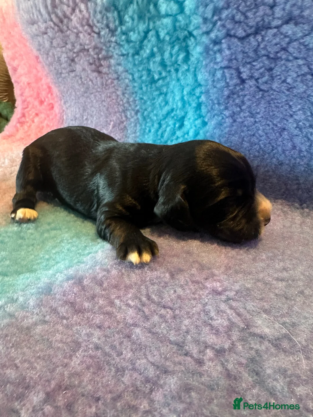 Cocker Spaniel dogs for sale: Cocker spaniels puppies for sale in Sidmouth - Advert 1