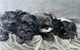 Miniature Schnauzer dogs for sale: KC Pedigree Mini Schnauzer - Image 18