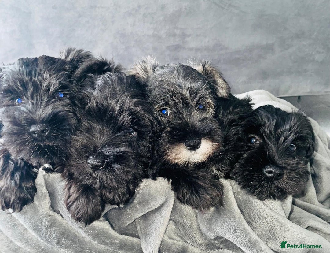Miniature Schnauzer dogs for sale: KC Pedigree Mini Schnauzer - Image 18