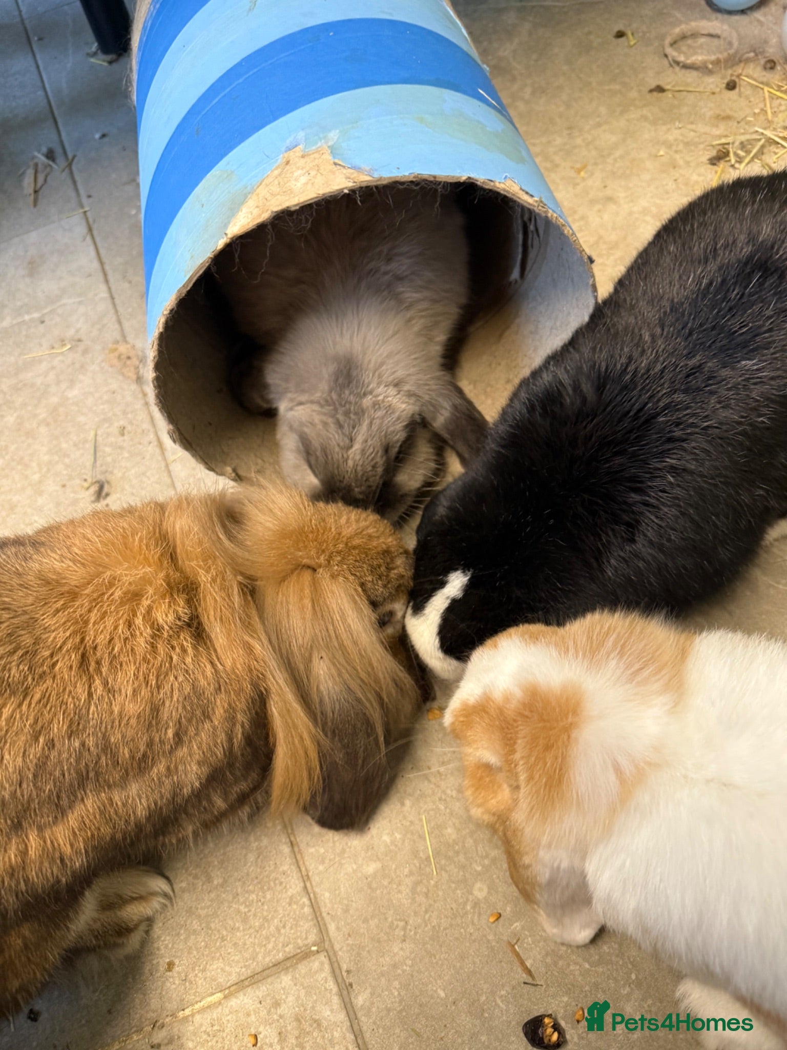 Mini Lop rabbits 5 bunnies for sale - 3 mini lops, 2 mini lion lops - Advert 8