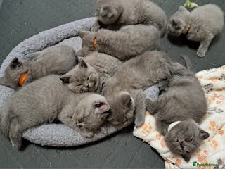 British Shorthair cats BSH + SFS KITTENS ARE READY TO GO NOW - Advert 3