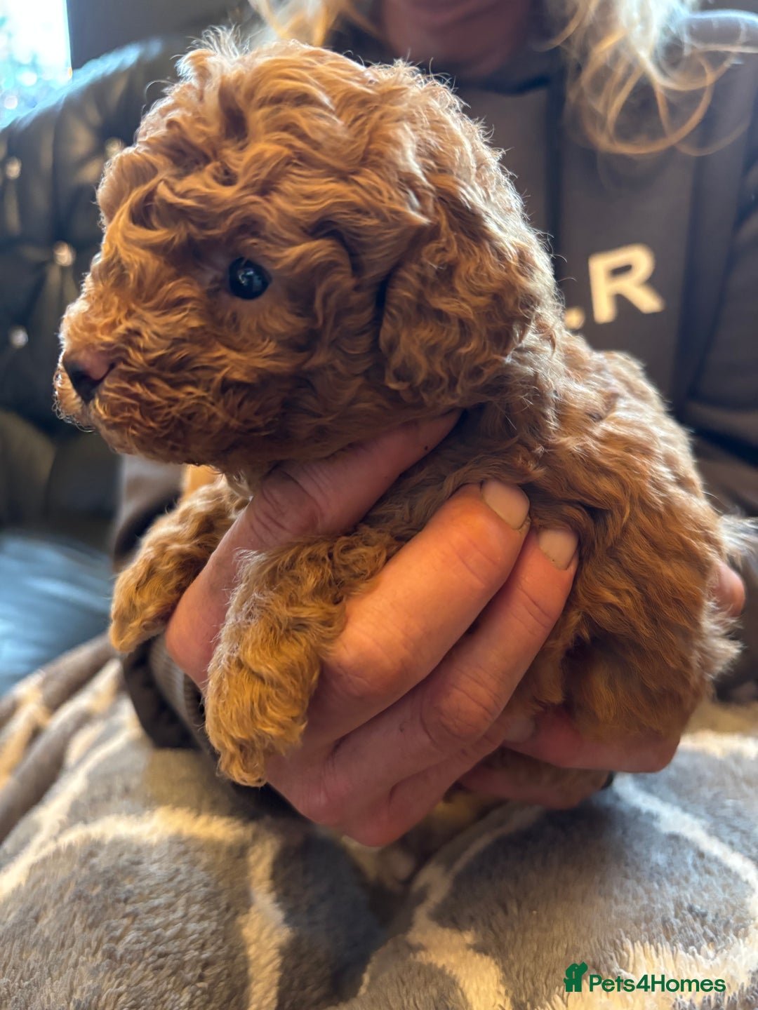 Cavapoo dogs for sale: Beautiful F1B cavapoo puppies - Advert 3