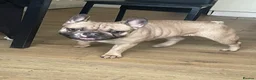 French Bulldog dogs for sale: French bulldog - Advert 1