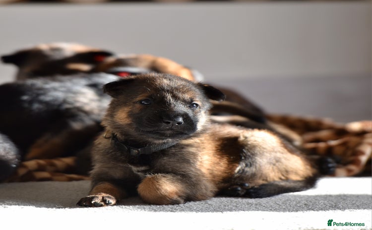 Mixed Breed dogs GSD × Dutch Herder – Top European Working Lines - Advert 3