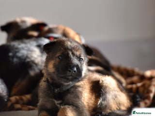 Mixed Breed dogs GSD × Dutch Herder – Top European Working Lines - Advert 10