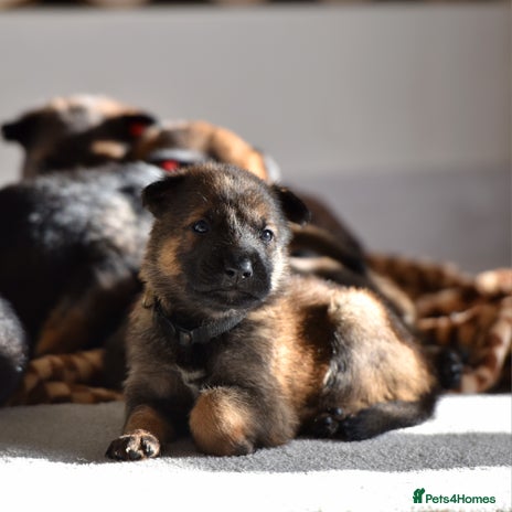 Mixed Breed dogs GSD × Dutch Herder – Top European Working Lines - Advert 3