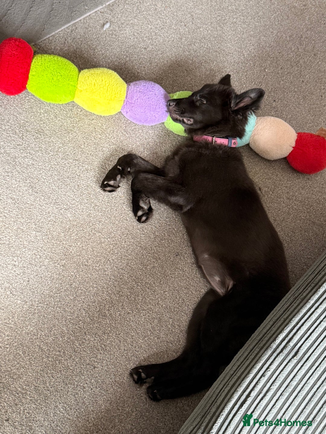 Mixed Breed dogs for sale: 5 month old GSD/Husky/Staffordshire Mixed - Image 4