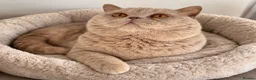 British Shorthair cats for stud: 🔥 TOP QUALITY STUDS BLOOD B GCCF TICA  - Advert 5