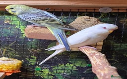 Budgerigars birds for sale: Young budgerigars for sale. - Image 18