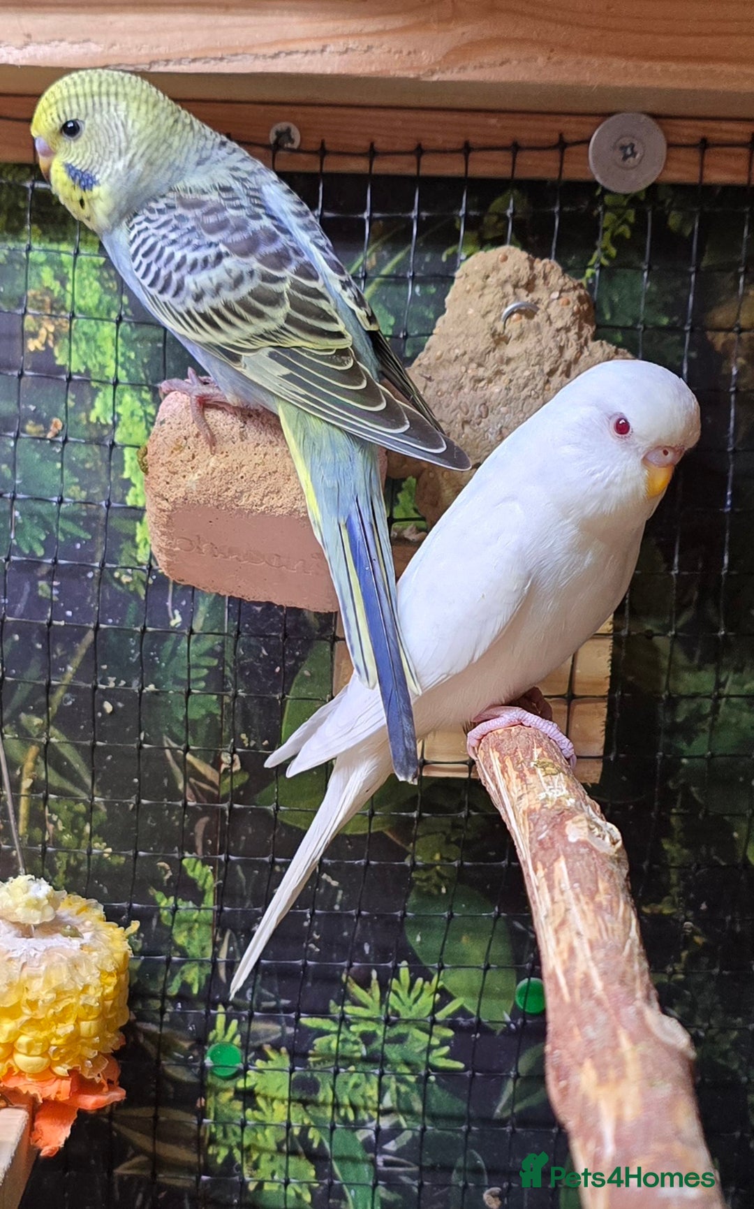 Budgerigars birds for sale: Young budgerigars for sale. - Image 18