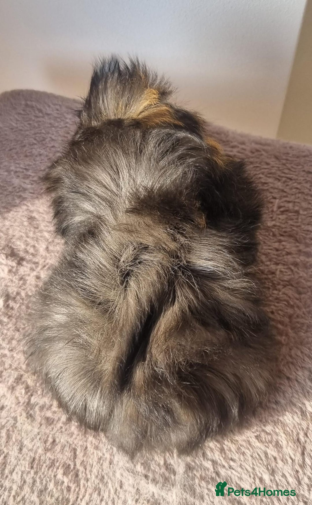 Guinea Pig rodents for sale: beautiful pair of friendly boys - Advert 4