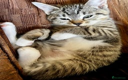 Bengal cats for sale: Sweetest Little Bengal X 9wks old in Dorking - Image 15