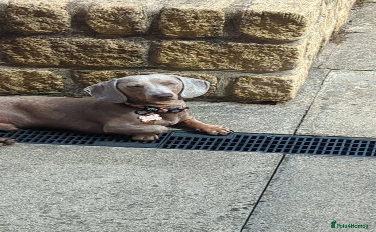 Dachshund dogs - Advert 14